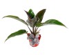 Philodendron Green Congo